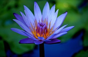 blue lotus flower photo